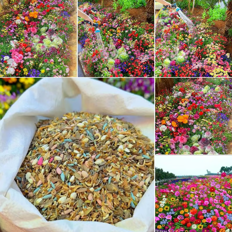 🇺🇸Spring Bloom Bonanza: 🔥GFOUK® 60+ Garden Flower Seeds🔥Growing into Shasta Daisy, Cornflower, Sunflower, Zinnia, Lavender - 70% OFF