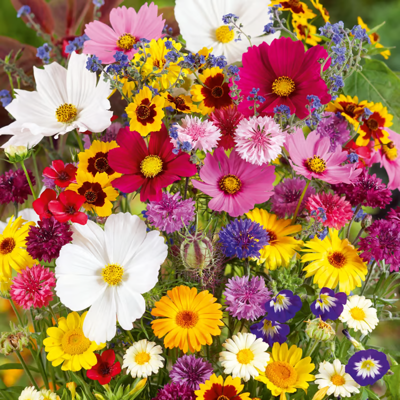 🇺🇸Spring Bloom Bonanza: 🔥GFOUK® 60+ Garden Flower Seeds🔥Growing into Shasta Daisy, Cornflower, Sunflower, Zinnia, Lavender - 70% OFF