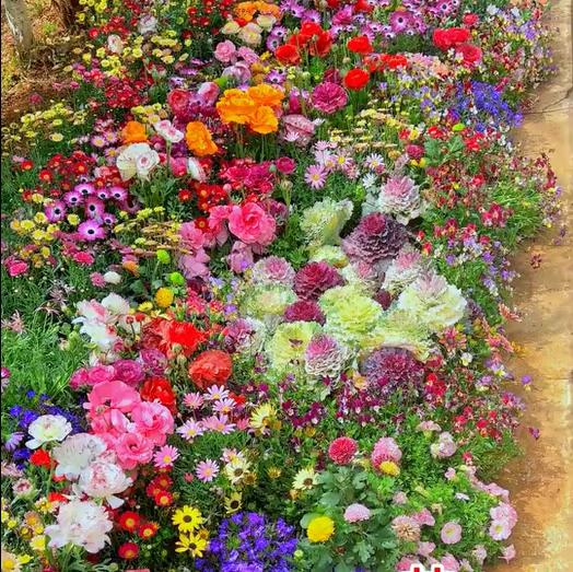 🇺🇸Spring Bloom Bonanza: 🔥GFOUK® 60+ Garden Flower Seeds🔥Growing into Shasta Daisy, Cornflower, Sunflower, Zinnia, Lavender - 70% OFF