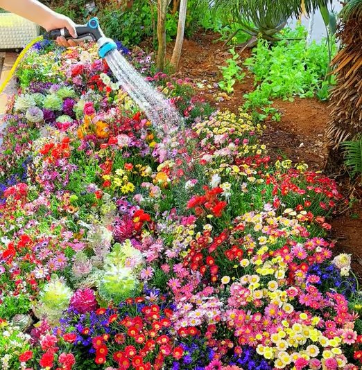 🇺🇸Spring Bloom Bonanza: 🔥GFOUK® 60+ Garden Flower Seeds🔥Growing into Shasta Daisy, Cornflower, Sunflower, Zinnia, Lavender - 70% OFF