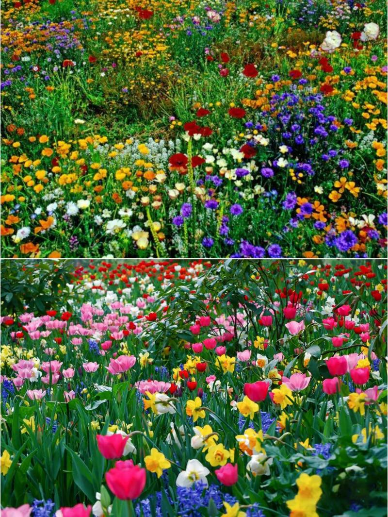 🇺🇸Spring Bloom Bonanza: 🔥GFOUK® 60+ Garden Flower Seeds🔥Growing into Shasta Daisy, Cornflower, Sunflower, Zinnia, Lavender - 70% OFF