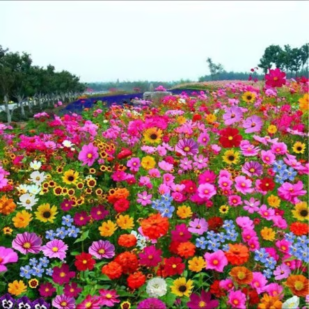 🇺🇸Spring Bloom Bonanza: 🔥GFOUK® 60+ Garden Flower Seeds🔥Growing into Shasta Daisy, Cornflower, Sunflower, Zinnia, Lavender - 70% OFF