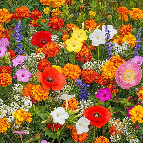 🇺🇸Spring Bloom Bonanza: 🔥GFOUK® 60+ Garden Flower Seeds🔥Growing into Shasta Daisy, Cornflower, Sunflower, Zinnia, Lavender - 70% OFF