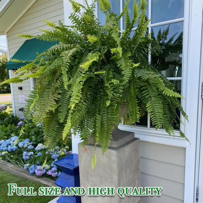 Last Day 75% OFF🔥UV Resistant Lifelike Artificial Boston Fern🌴🌳