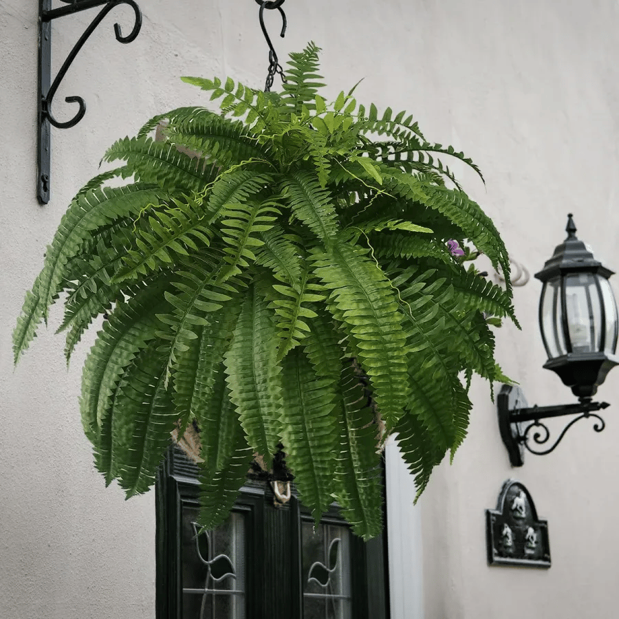 Last Day 75% OFF🔥UV Resistant Lifelike Artificial Boston Fern🌴🌳
