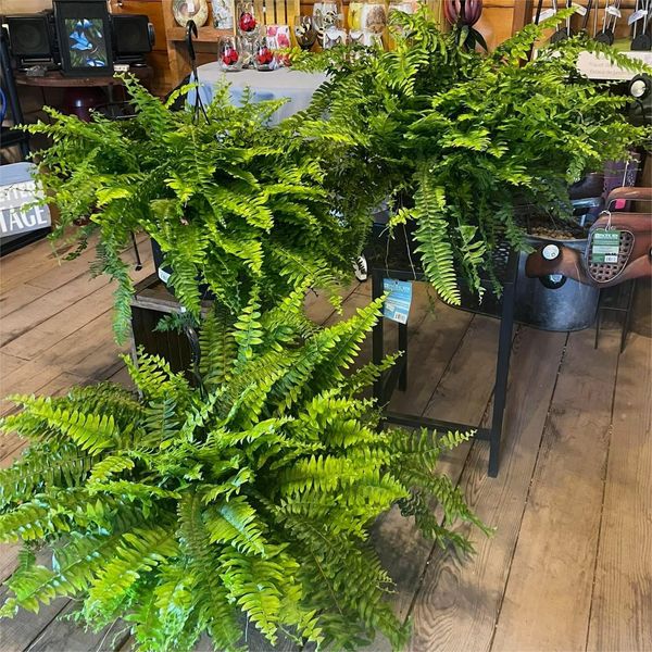 Last Day 75% OFF🔥UV Resistant Lifelike Artificial Boston Fern🌴🌳