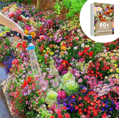 🇺🇸Spring Bloom Bonanza: 🔥GFOUK® 60+ Garden Flower Seeds🔥Growing into Shasta Daisy, Cornflower, Sunflower, Zinnia, Lavender - 70% OFF