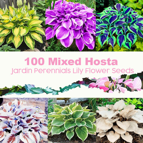 ๐ฑ 100 Mixed Hosta Jardin Perennials Lily Flower Seeds ๐บ๐ธ Cultivated in USA