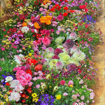 🇺🇸Spring Bloom Bonanza: 🔥GFOUK® 60+ Garden Flower Seeds🔥Growing into Shasta Daisy, Cornflower, Sunflower, Zinnia, Lavender - 70% OFF