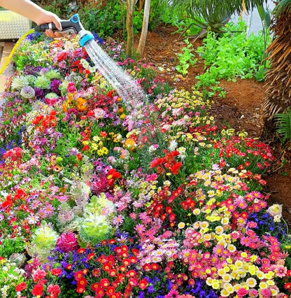 🇺🇸Spring Bloom Bonanza: 🔥GFOUK® 60+ Garden Flower Seeds🔥Growing into Shasta Daisy, Cornflower, Sunflower, Zinnia, Lavender - 70% OFF