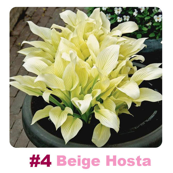 #4 Beige