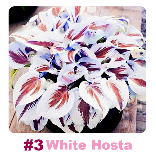 #3 White