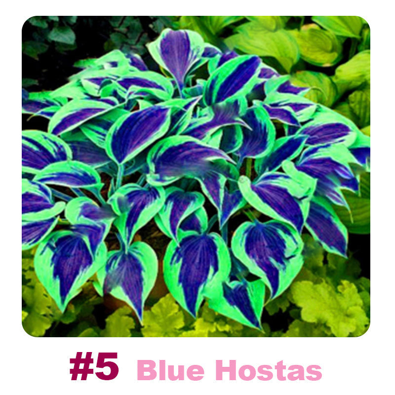 #5 Blue